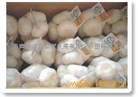 大蒜 蒜制品,大蒜-济南新金鑫经贸发展